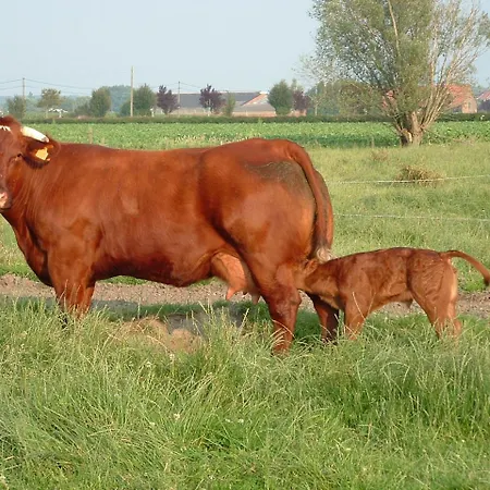 Hof Hullenhove Gospodarstwo agroturystyczne *
